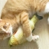 【Kumiko】小猫咪喜欢玩什么？——5+2种猫玩具，总有一款适合你家主子