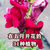 在五月开花的31种植物：种下这些，每天赏花不重样