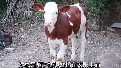5c6c65f9da8c90882263953078501150f8176bbf.jpg@480w_270h_1c