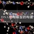 【必修2教学资源】DNA结构模型的构建人教版统编教材高中生物学2019新课改新课标