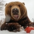 好甜！棕熊对着镜头吃苹果