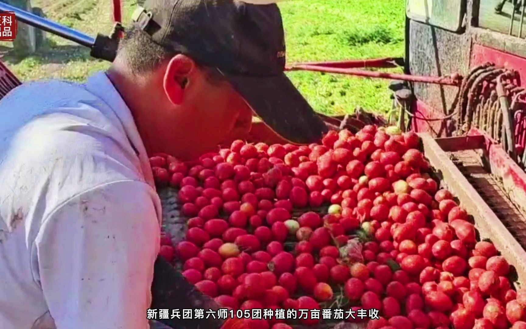 新疆兵团六师105团上万亩番茄进入采收季 航拍画面不要太美