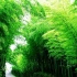 中国最壮观的竹海——蜀南竹海，竹林苍翠，烟波浩渺，如临仙境