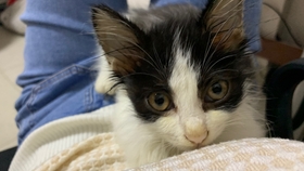 什么宠物猫最黏人 5cc15f833d723dd22483af1712e57665a3a1f4c6.jpg@280w_158h_1c_100q.jpg