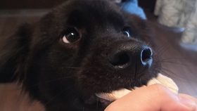 咋样才能让狗不叫 5cd7af6002fefd11445a2ab26ea810cc1827dabb.jpg@280w_158h_1c_100q.jpg