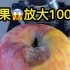 烂苹果放大100倍后，还能吃吗