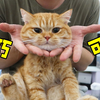 给小橘猫剃脚毛，请问这么乖的猫应该去哪领