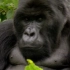 山地大猩猩王 The Gorilla King (2008)纪录片