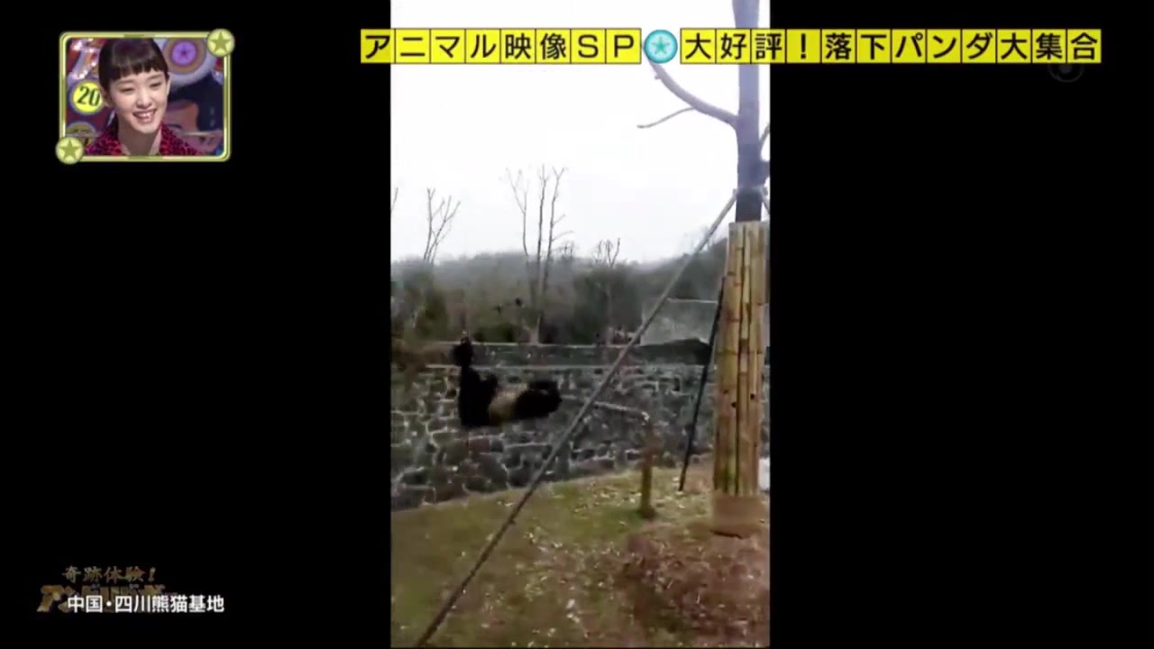 奇迹体验 爆笑 春天的气息让人心跳加速 新到的动物映像sp 2 7 哔哩哔哩 つロ干杯 Bilibili