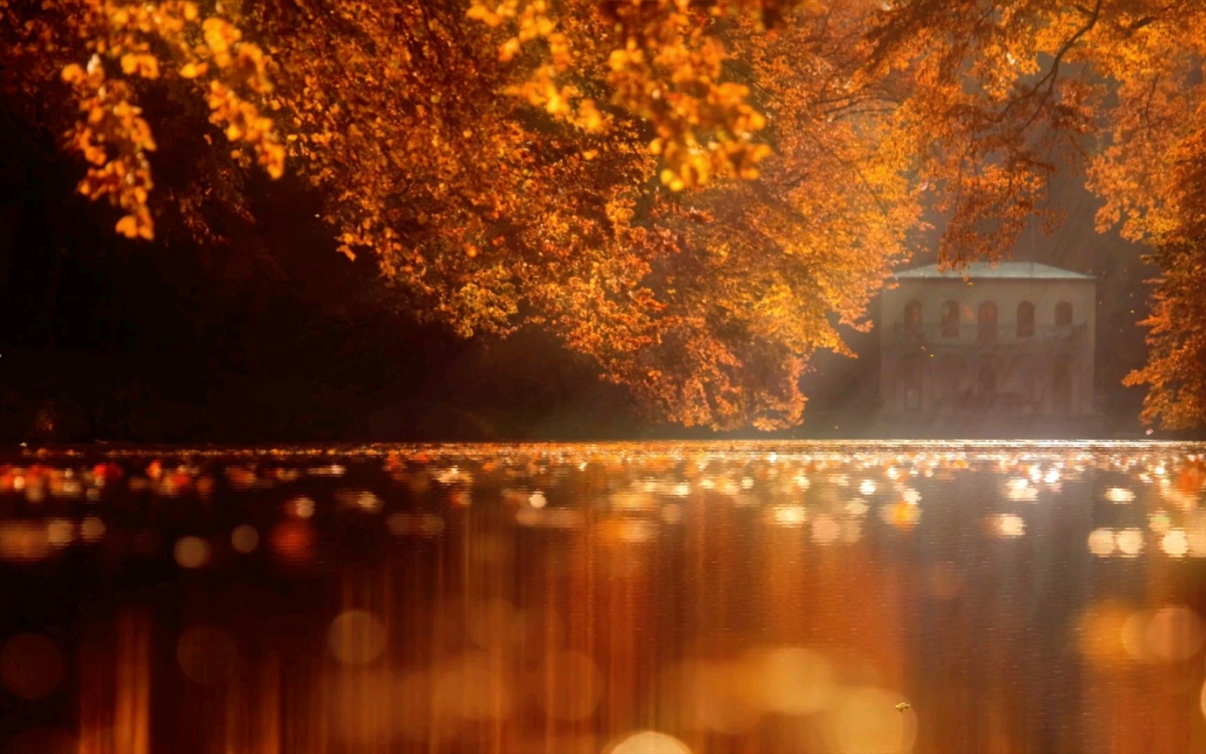秋日枫叶绝美4k视频素材 超高清无水印