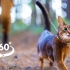 360°全景沉浸式遛猫【阿比西尼亚猫】