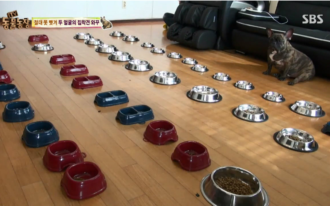 【生肉】160320 TV动物农场.E757.720p视频在