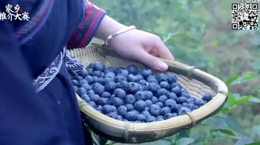 1958.贵州：央视麻江蓝莓广告视频