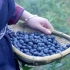 1958.贵州：央视麻江蓝莓广告视频