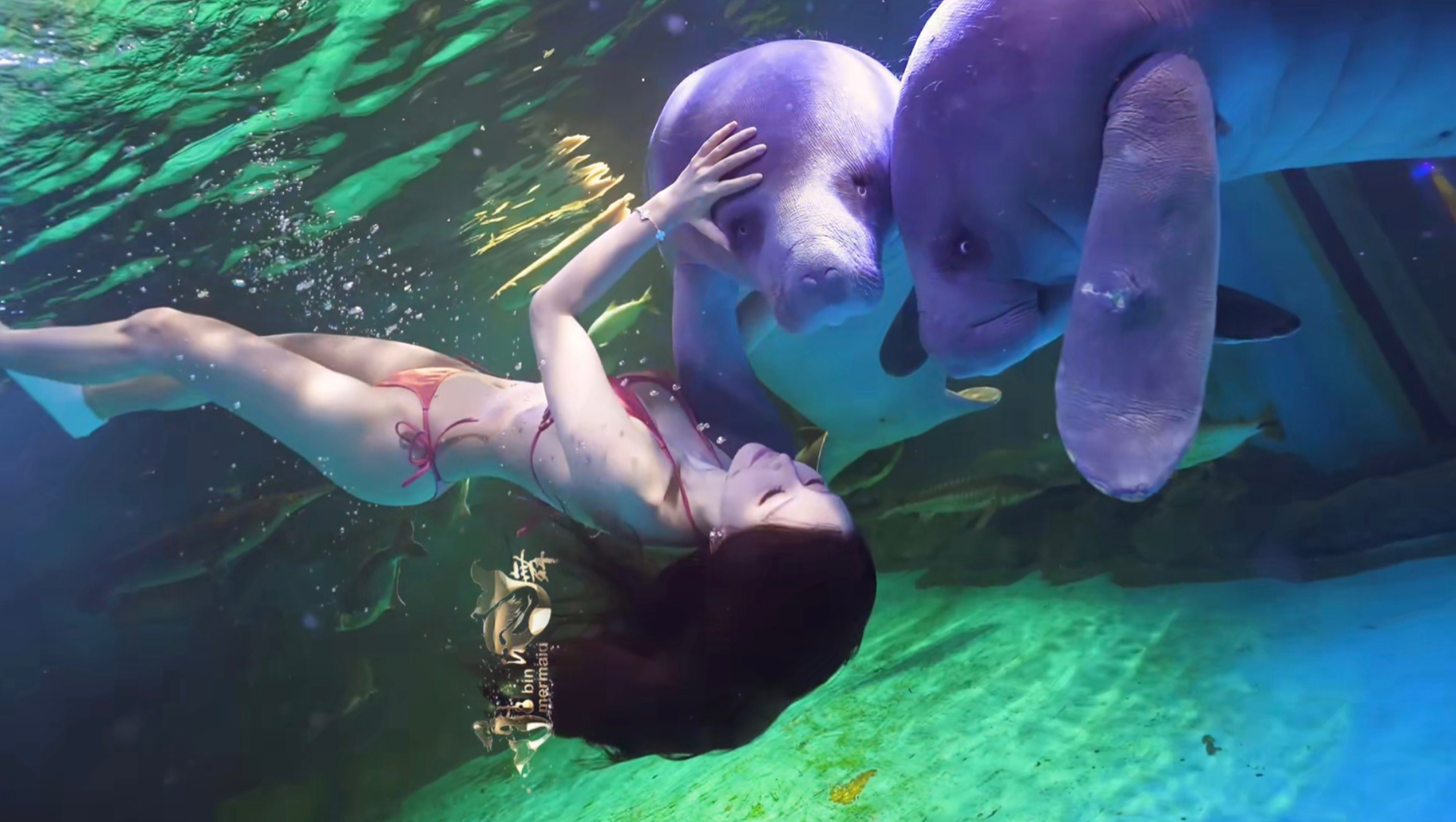 海牛遇见美人鱼小舞