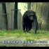 黑猩猩香蕉实验