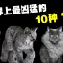 世界上最凶猛的10大野猫，猞猁的凶猛程度远超我们的认知！