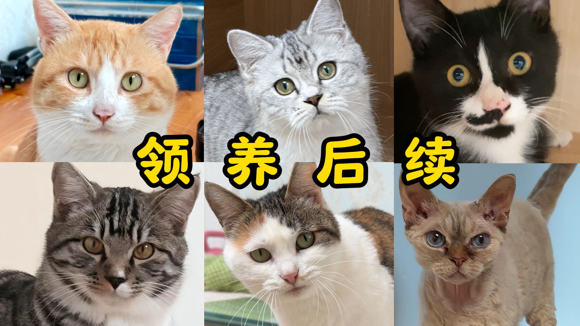 春节不打烊的小猫们