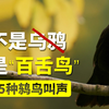 叫声好听却常被认为是乌鸦？国内5种常见鸫鸟叫声合集，百舌鸟绝非浪得虚名