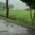 自然治愈 / 乡村路上的小雨与雨声