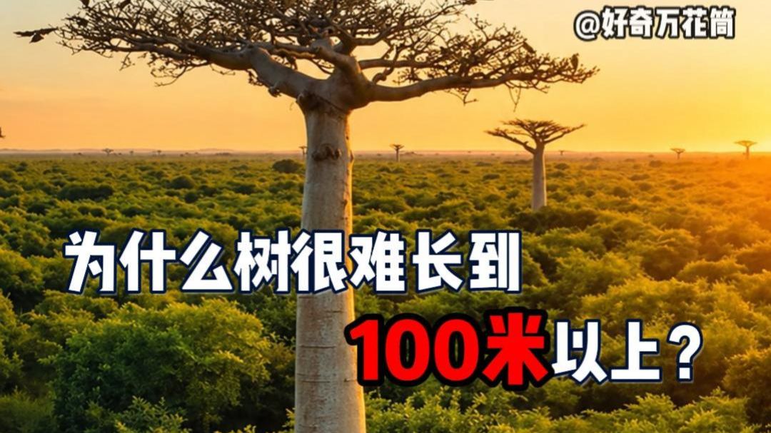 为什么树很难长到100米以上？ #科普 #树 #自然 #涨知识