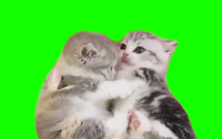 【绿幕素材】【猫meme】奶猫互殴-自抠素材