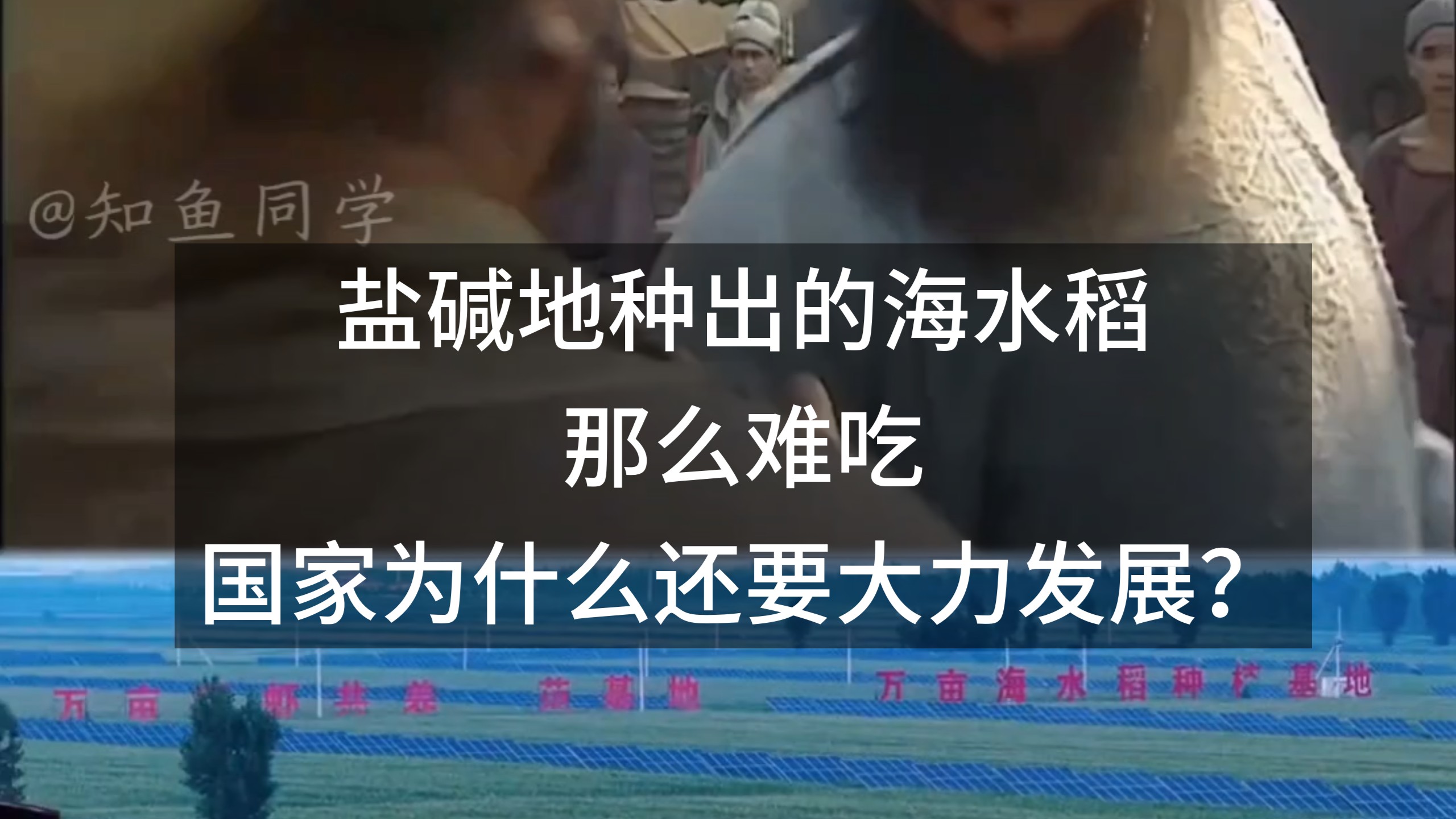 盐碱地种出的海水稻那么难吃，国家为什么还要大力发展？