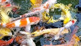 5d8025a9cd576bb861c3b8a0da0778c96fa78e5a.jpg@280w_158h_1c_100q.jpg