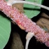 胭脂虫（三）紫胶虫Kerria lacca 视频合辑