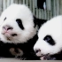 《大话熊猫》第1季 第1话 熊猫语教学