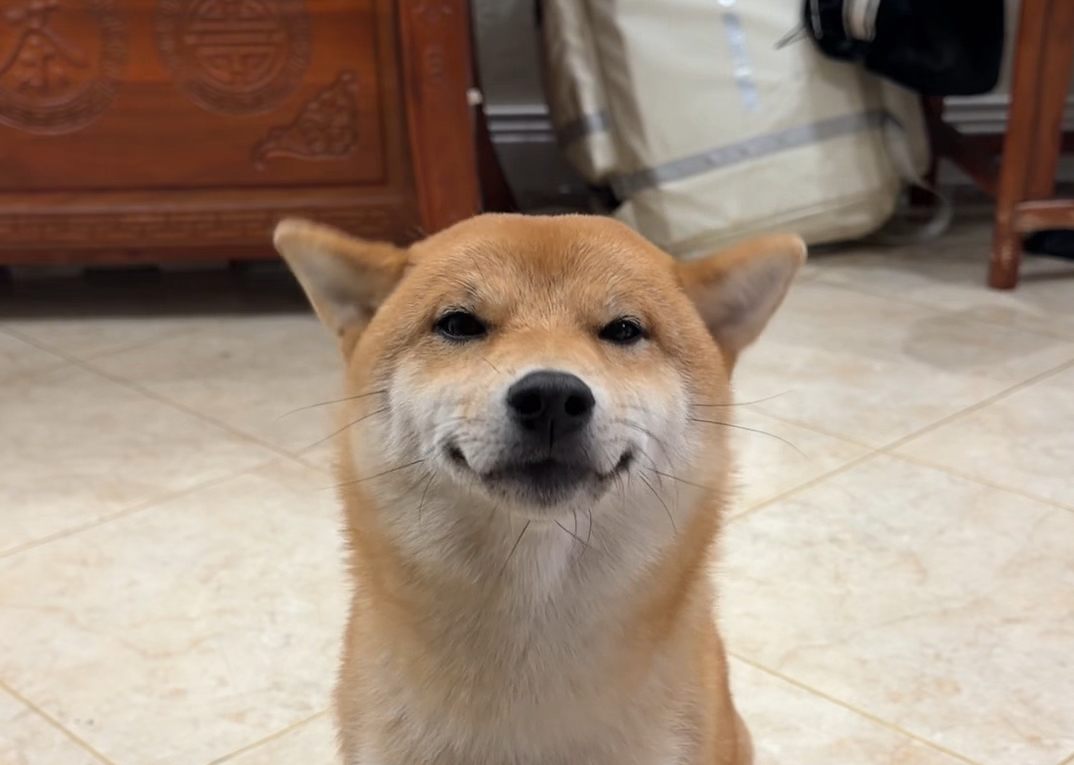 被年老的中华田园犬当接班狗带大的幼犬，老狗会用心的把它教成绝世好狗。