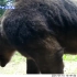 【北海道棕熊】肩高1米+的老年棕熊