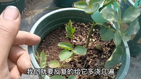 什么土养月季花 5d987b958e6148b68d68655e758ad9b0c86b8b6e.jpg@280w_158h_1c_100q.jpg