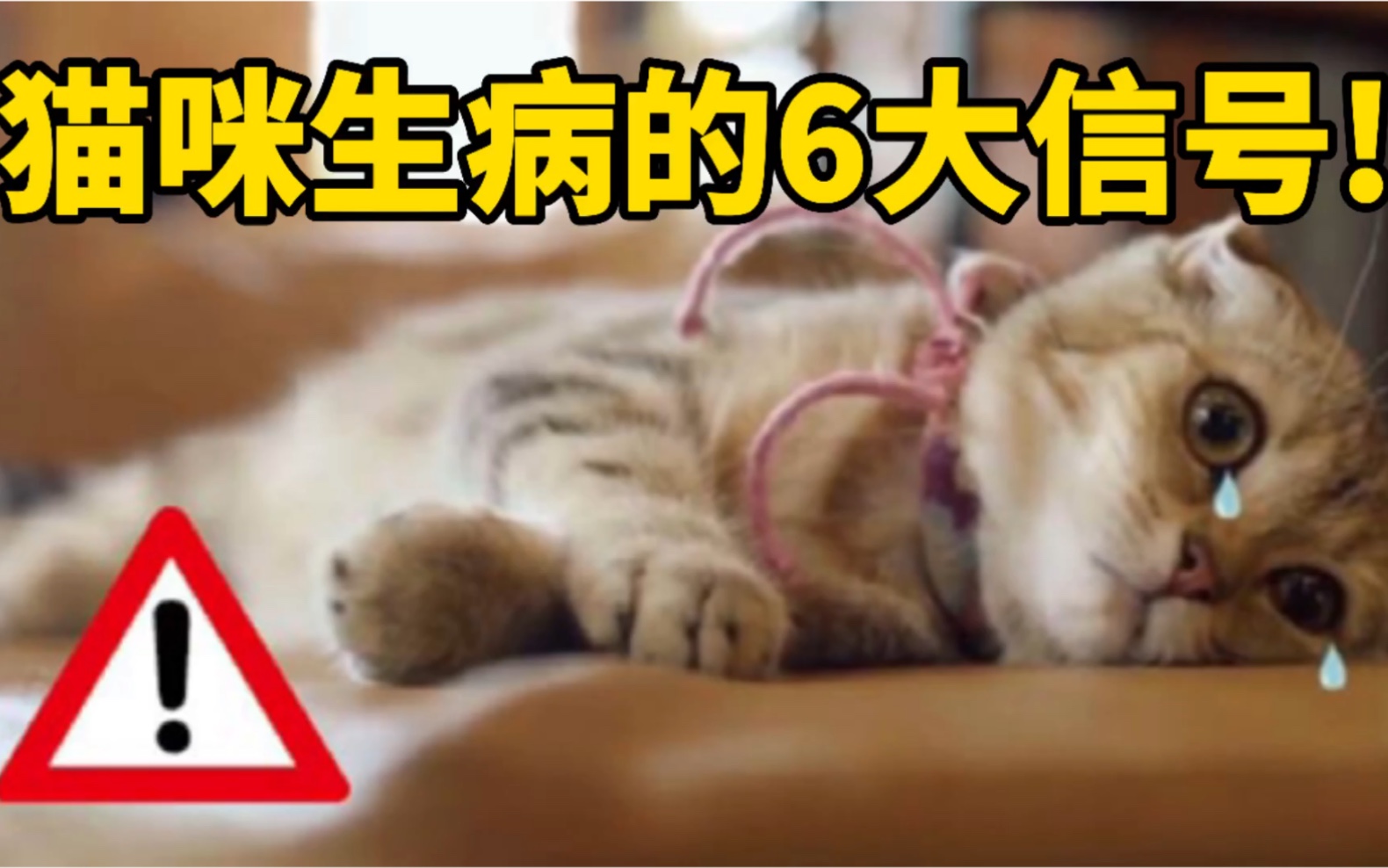 猫咪求救信号！猫咪生病的6大征兆！