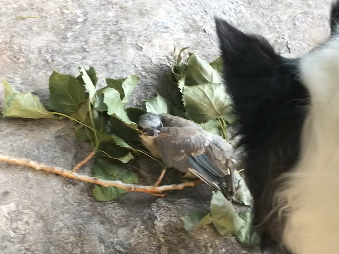 【当边牧“捡到”灰喜鹊雏鸟】狗子三年前就救过雏鸟，我们常年跟鸟儿和谐相处