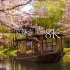 【8K风景】京都樱花绝景
