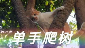 5dd3fb6033ea48886dc7d8c11a017cf378a0c64f.jpg@280w_158h_1c_100q.jpg
