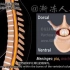 脊髓图解结构-运动感觉神经传导通路及反射-脊神经中枢神经神经束解剖