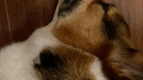 狗狗的视频叫声 5ddbbe231969c233cd007d2881cbeda37bd25701.jpg@480w_270h_1c