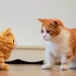 铲屎官买只小猫回家，大猫看到是橘色的，瞬间惊恐！