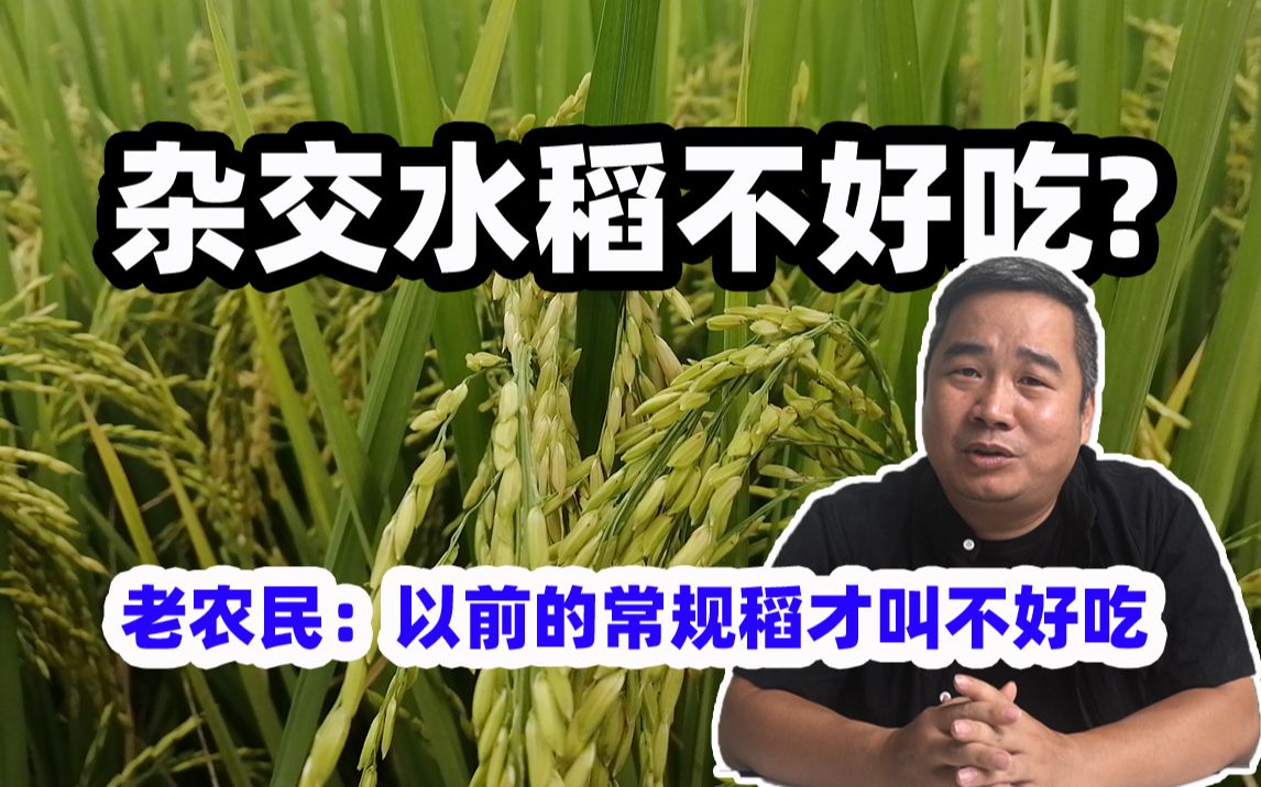 理性看待:杂交水稻不好吃？你想知道老农民是怎么说的吗[一次目更~]的第1张示图