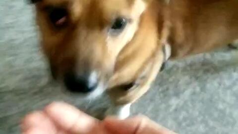 立耳犬种 5e04a9da02a693ee357bbfd839ec75aabccc5cee.jpg@480w_270h_1c