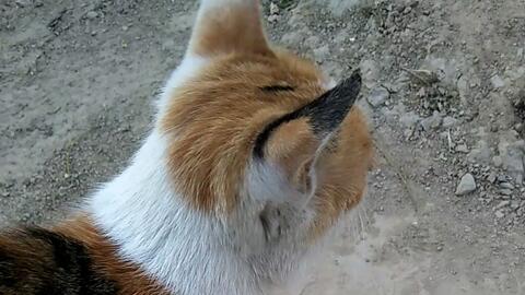 5e3506ed35c42bde1f5daebc86c517fd756d64d8.jpg@480w_270h_1c