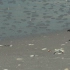 空镜头视频素材 海洋大海海浪浪花贝壳沙滩素材分享