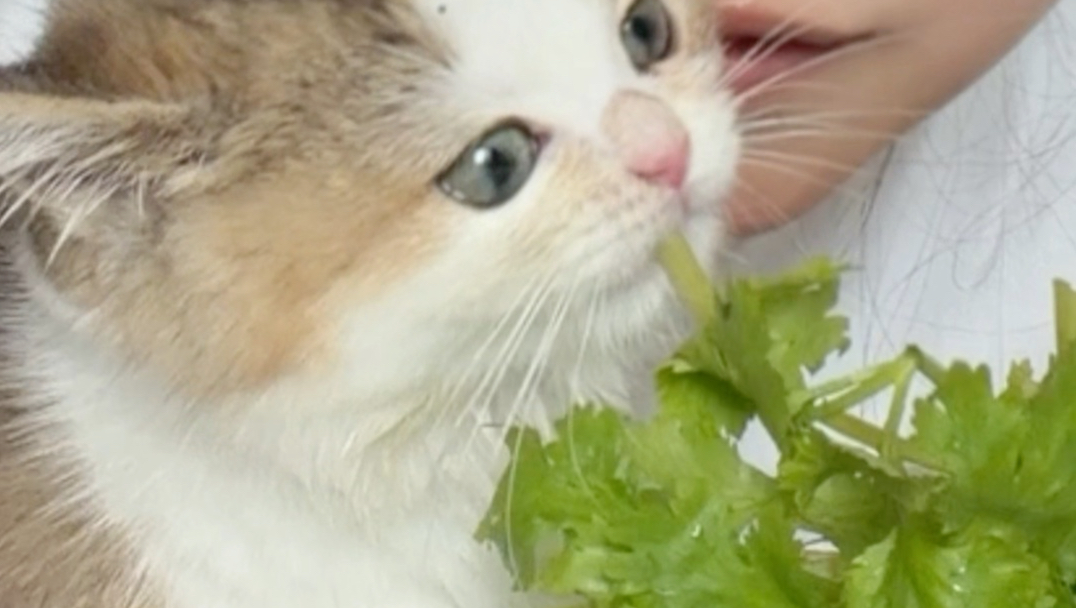 不吃香菜(饕餮版)