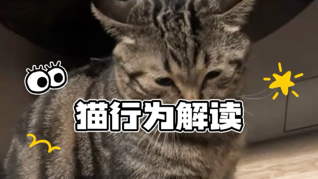 猫在配合主人拍视频？