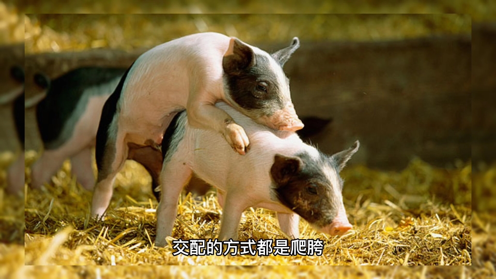 猪是怎么繁衍后代的，看完你就明白了