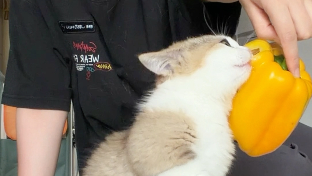 太好了！巾巾长大了 对我的外卖不感兴趣了！
