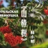 【苏联歌曲】《山楂树》中文版——苏小明
