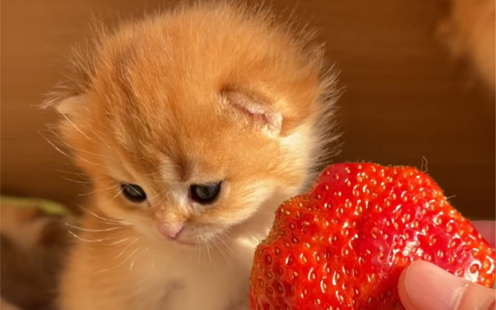 草莓🍓比你还大。如意[爱心]（阳光下的小可爱真的有种奶油味🍞的奶香）